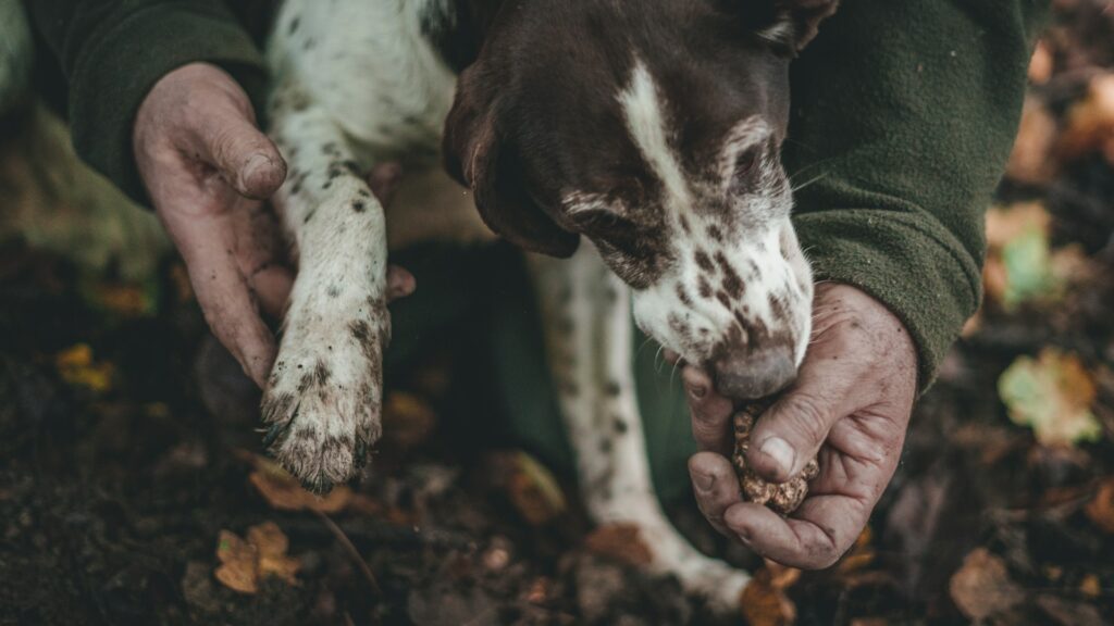 現在主流のトリュフ犬