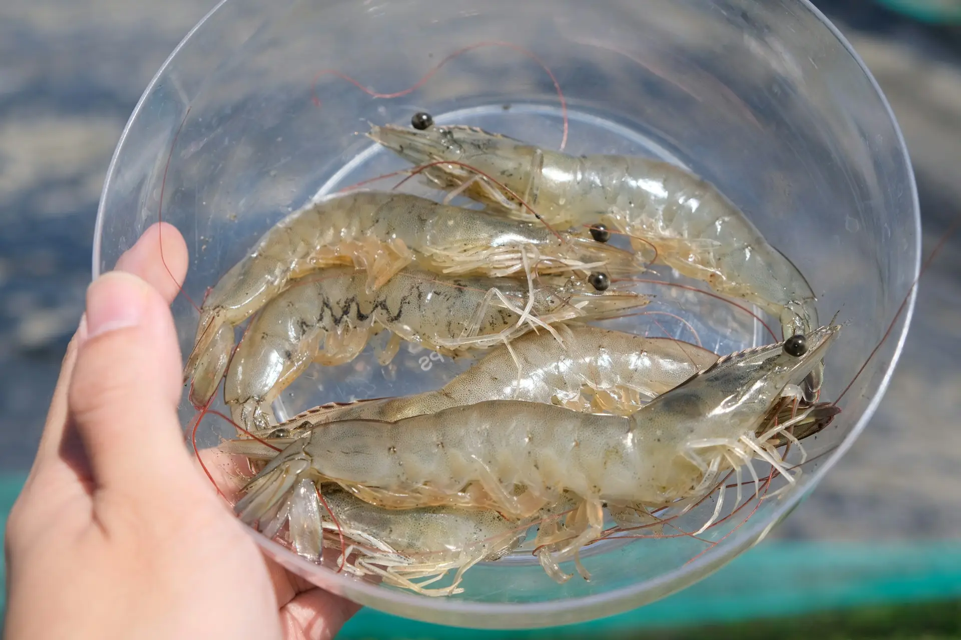 tomyamkung_ebi