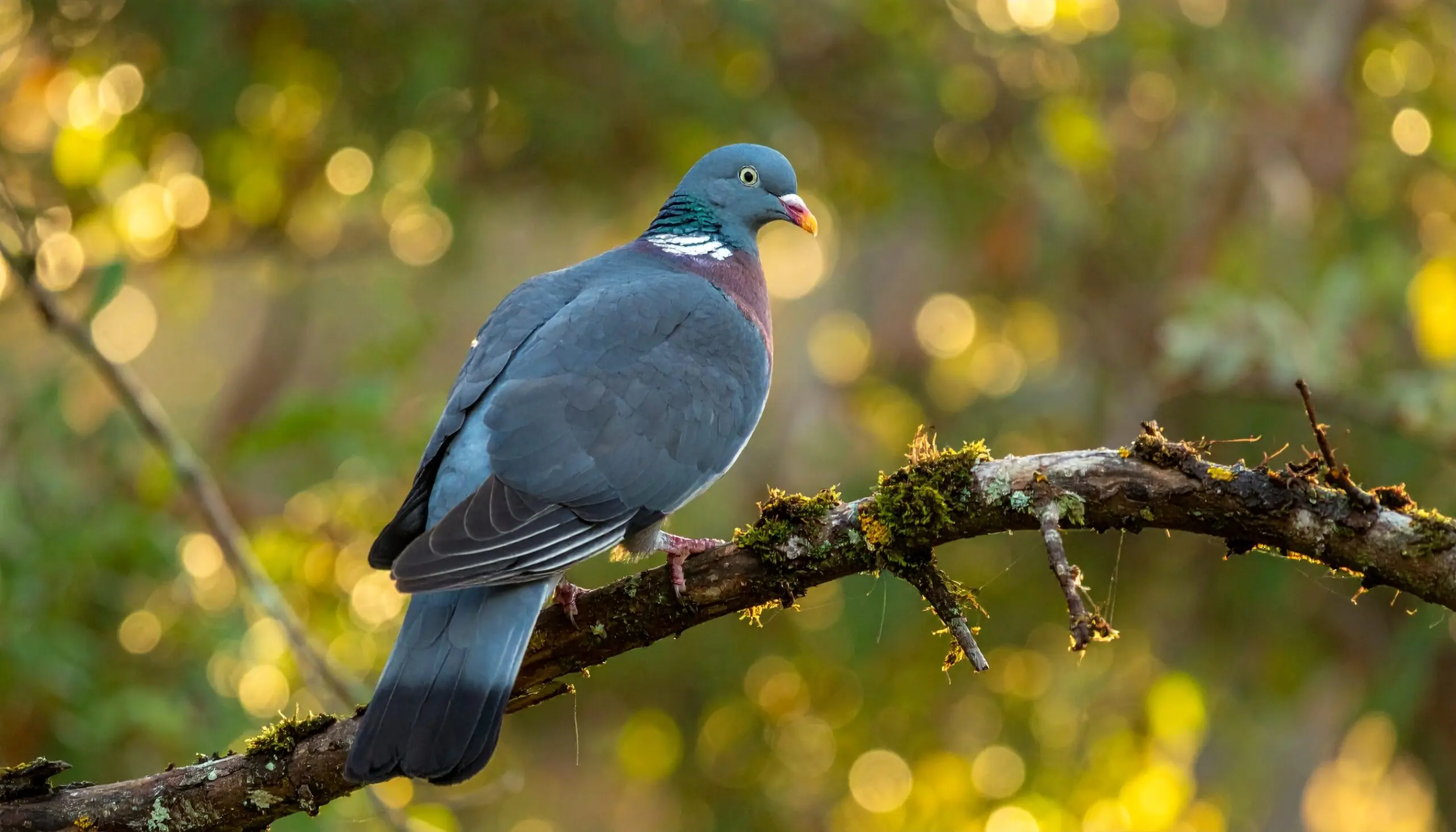 今でこそ豚肉が主流ですが、初期のトゥルティエールは鳥や魚の肉を使っていたと言われています。
